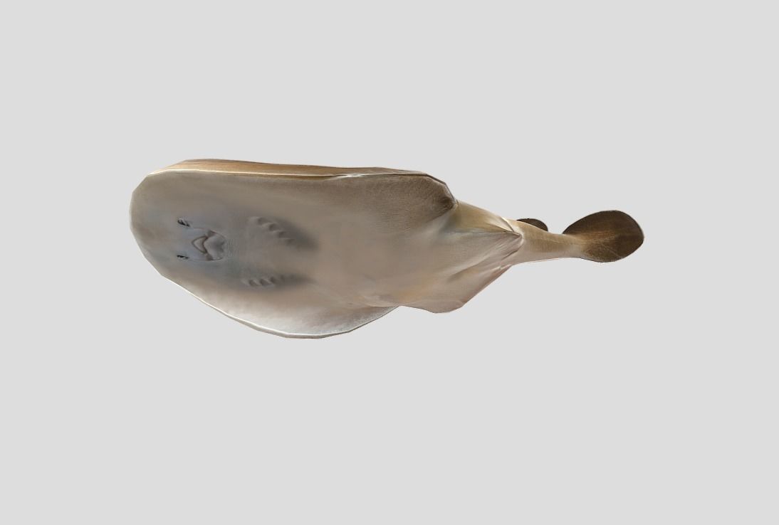 Sleeper Ray Realistic Animated Low-poly 3D model_6