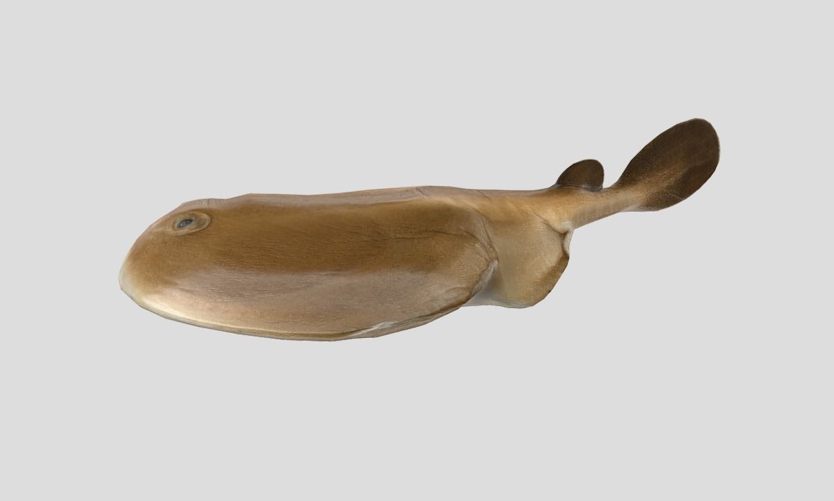 Sleeper Ray Realistic Animated Low-poly 3D model_7