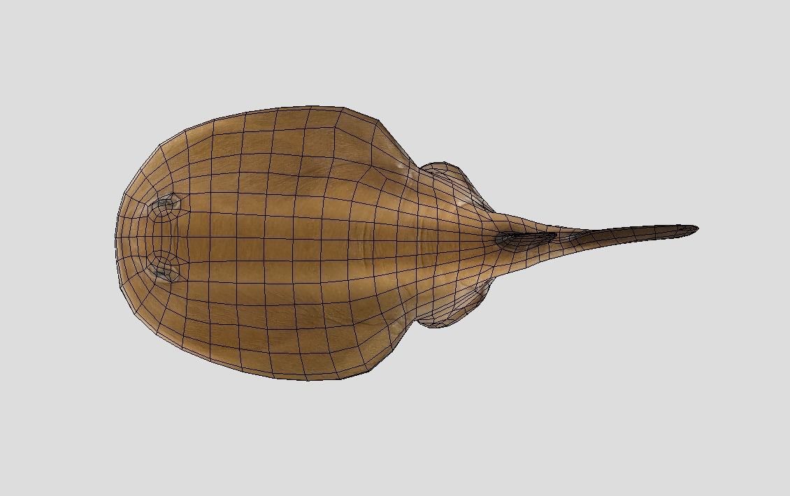 Sleeper Ray Realistic Animated Low-poly 3D model_2