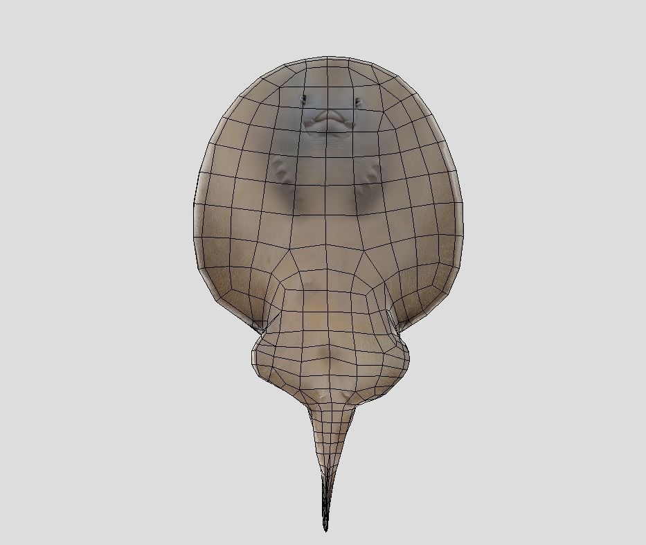 Sleeper Ray Realistic Animated Low-poly 3D model_9