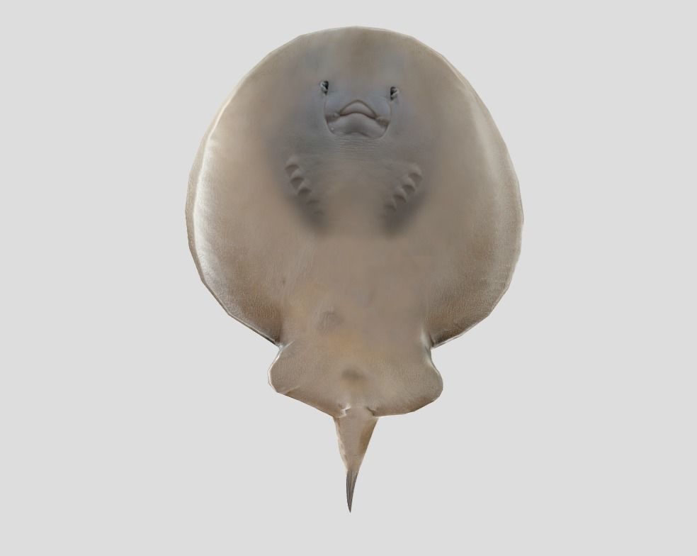 Sleeper Ray Realistic Animated Low-poly 3D model_3