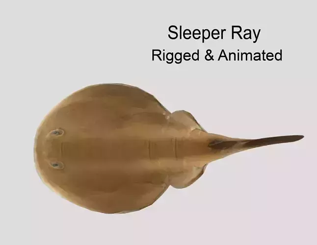 Sleeper Ray Realistic Animated Low-poly 3D model