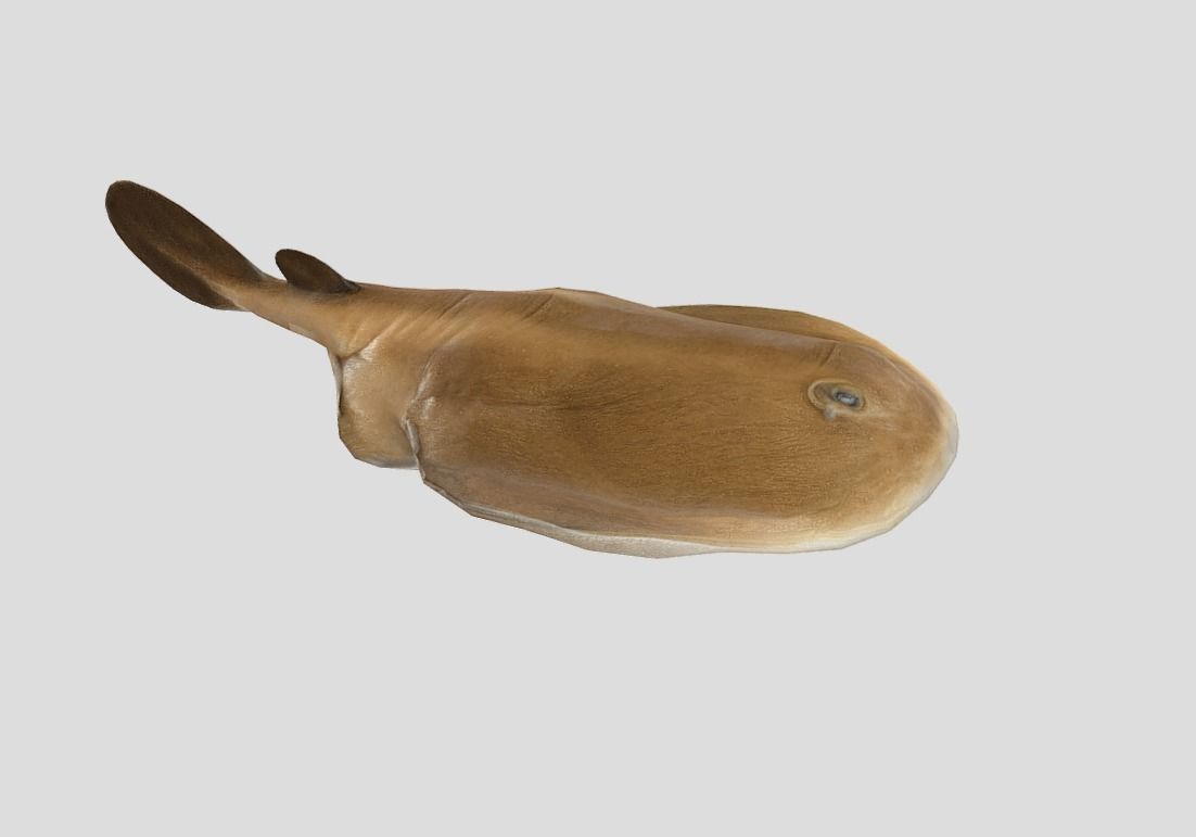 Sleeper Ray Realistic Animated Low-poly 3D model_4