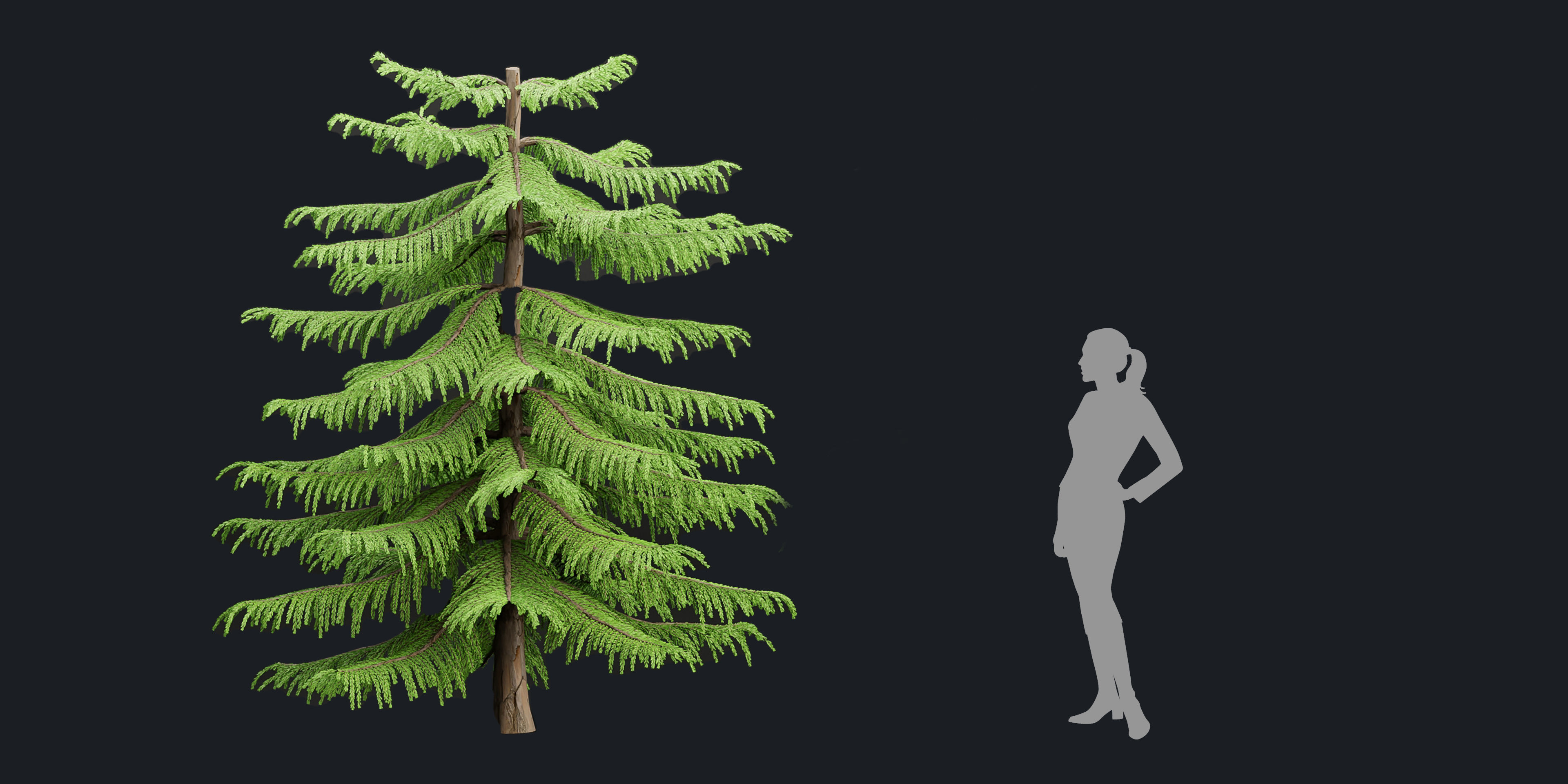 Norfolk Island pine vol 36-Blender 3D model_3