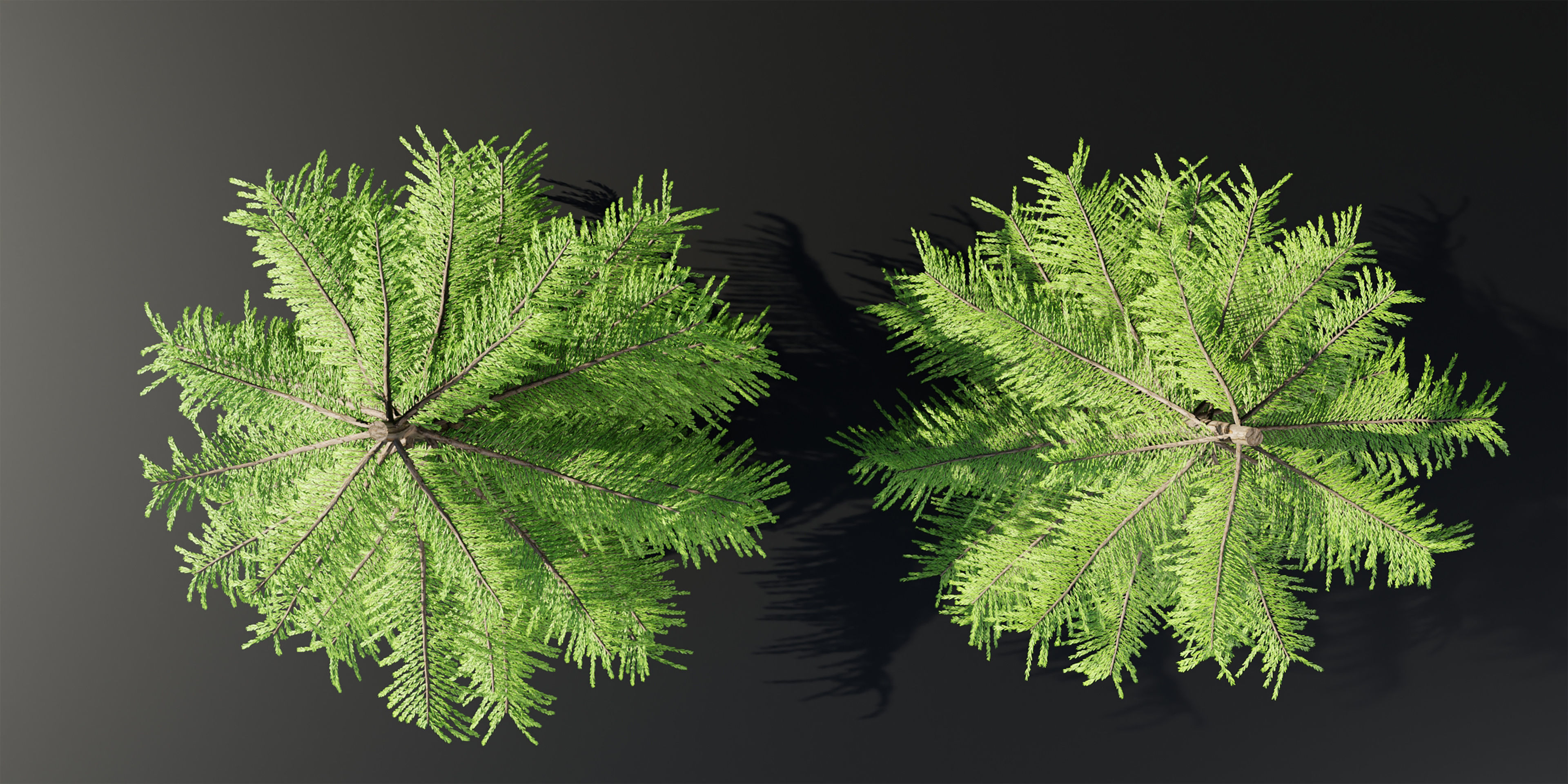 Norfolk Island pine vol 36-Blender 3D model_2