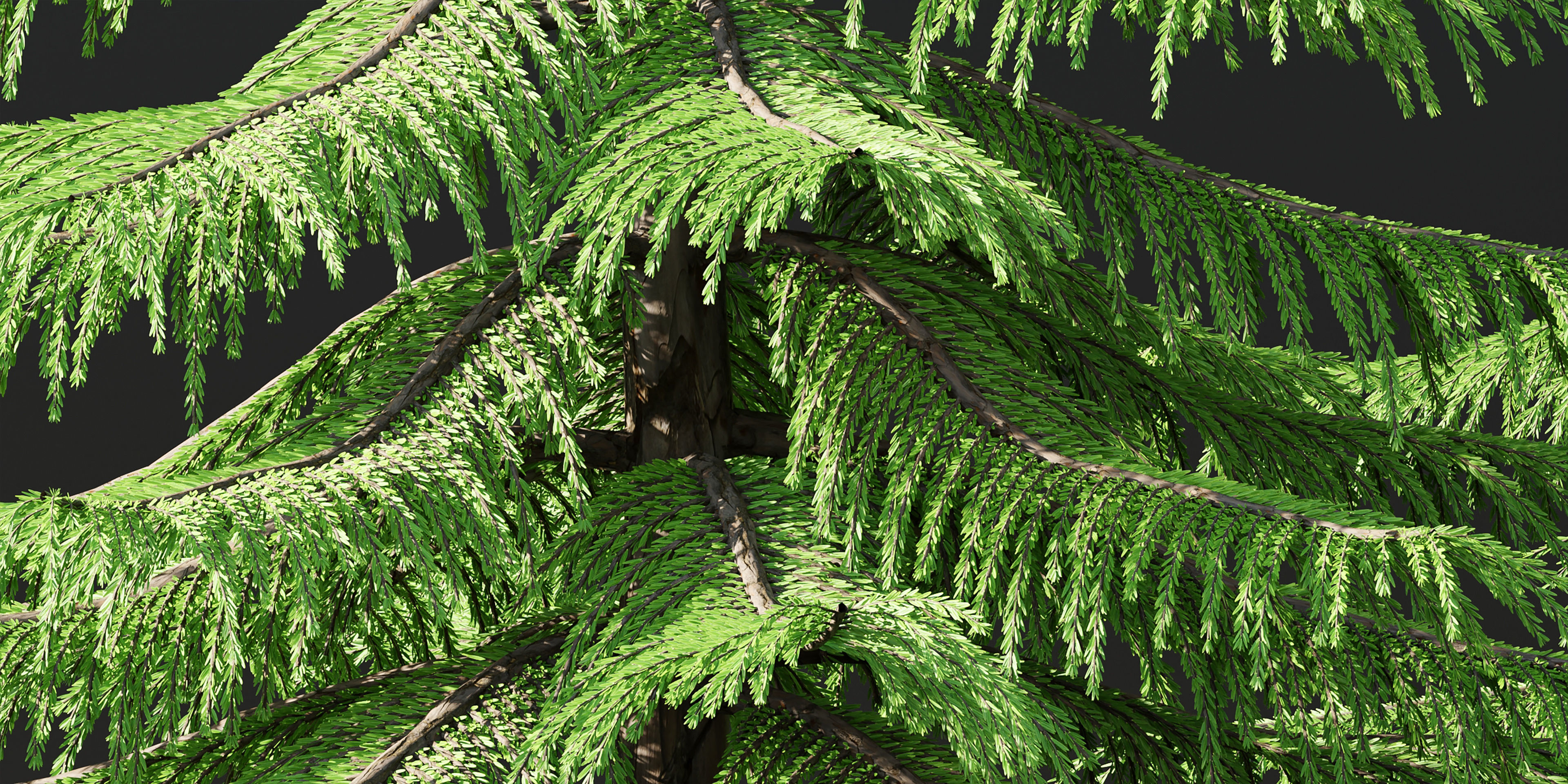 Norfolk Island pine vol 36-Blender 3D model_1