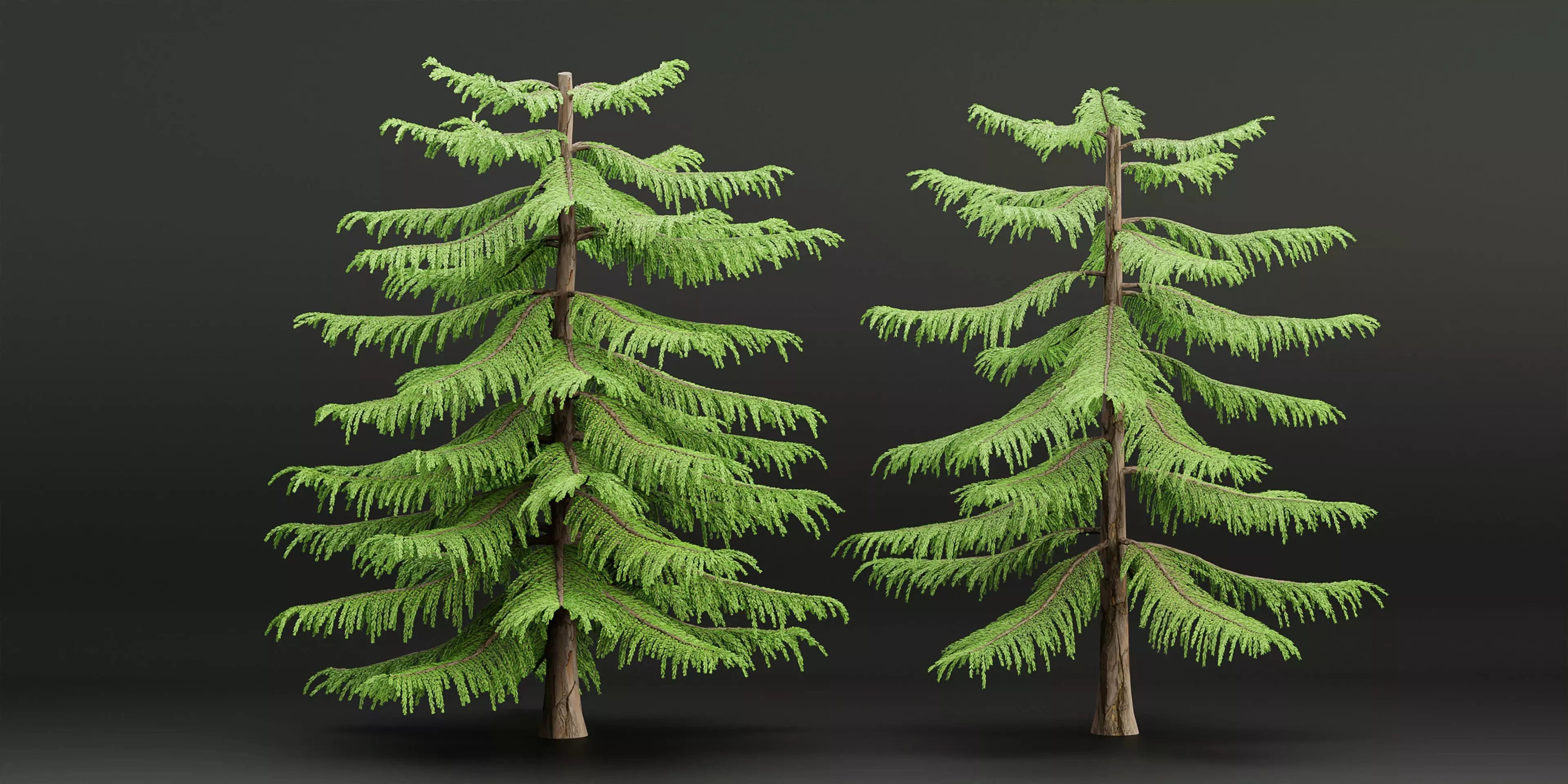 Norfolk Island pine vol 36-Blender 3D model_0