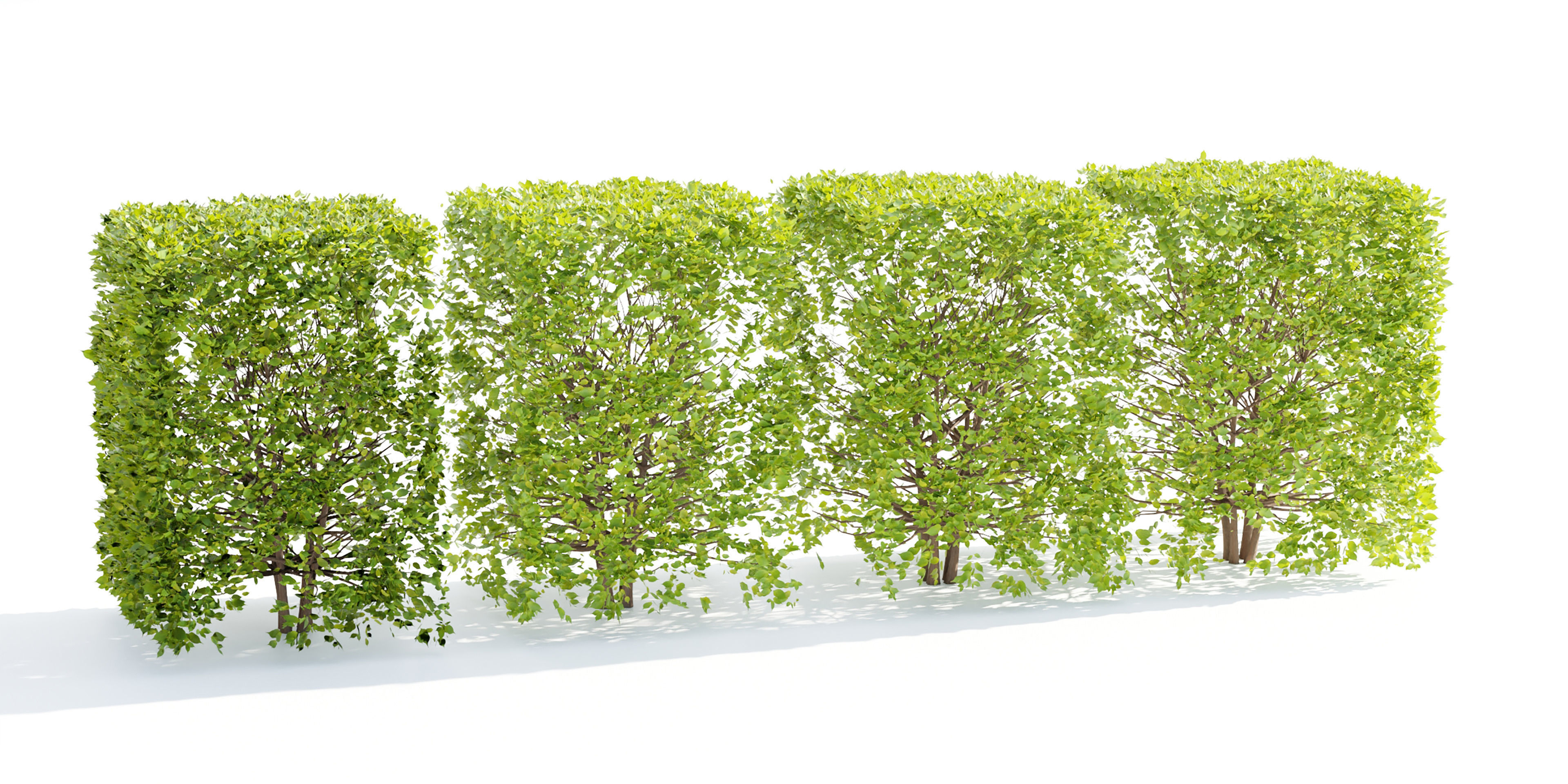 bush collection vol 38-Blender 3D model_2