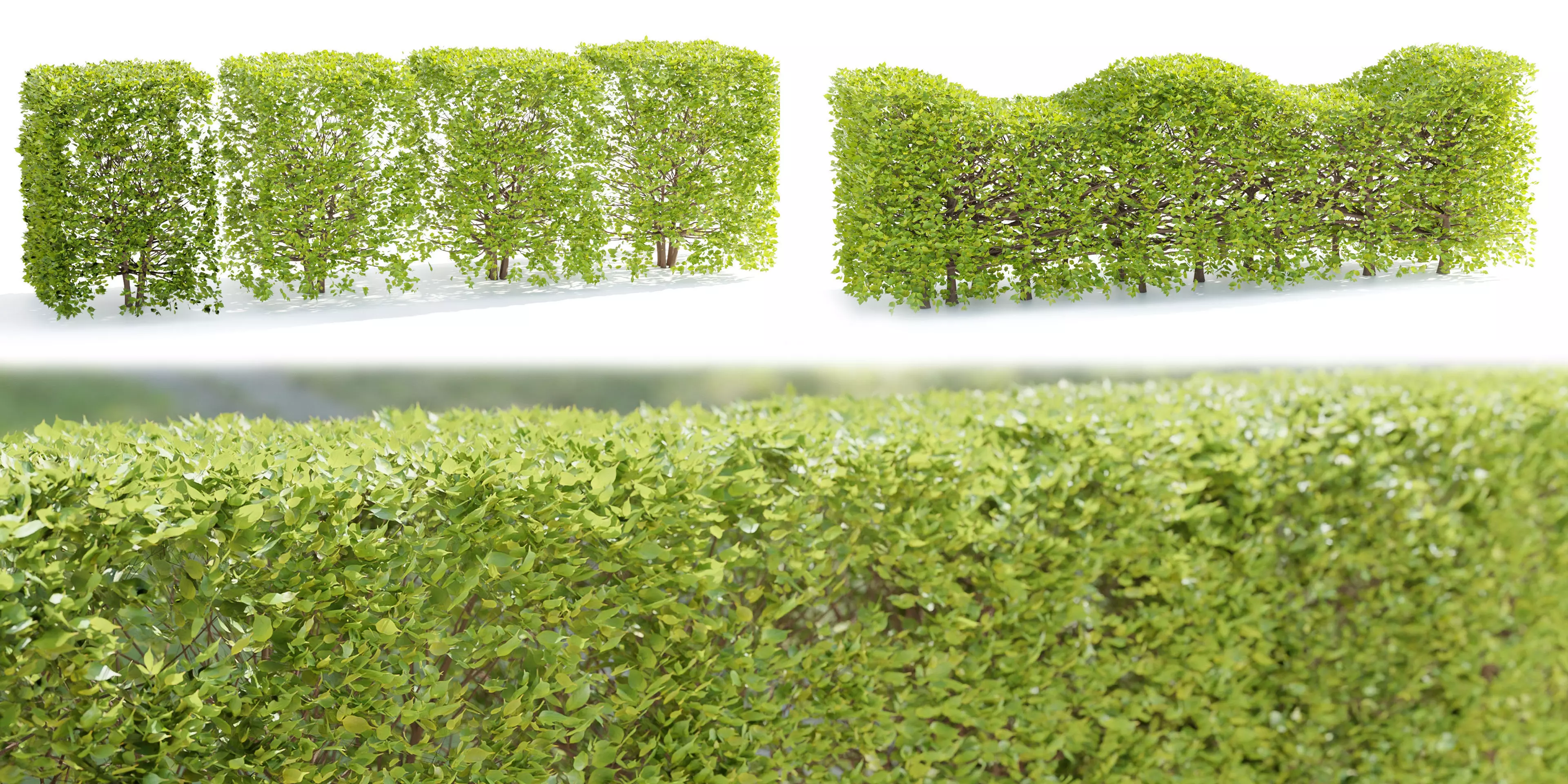 bush collection vol 38-Blender 3D model_0