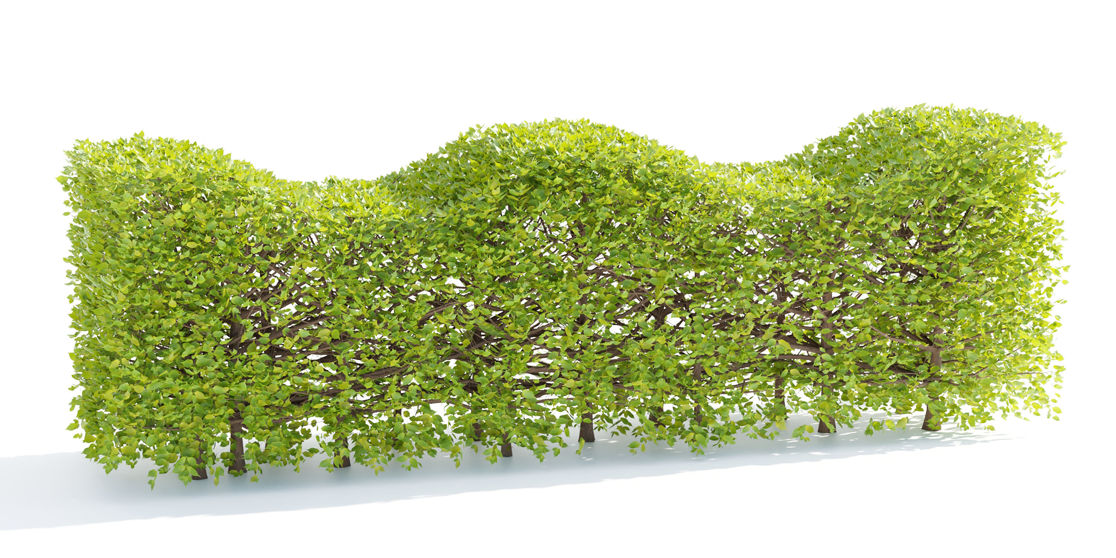 bush collection vol 38-Blender 3D model_1