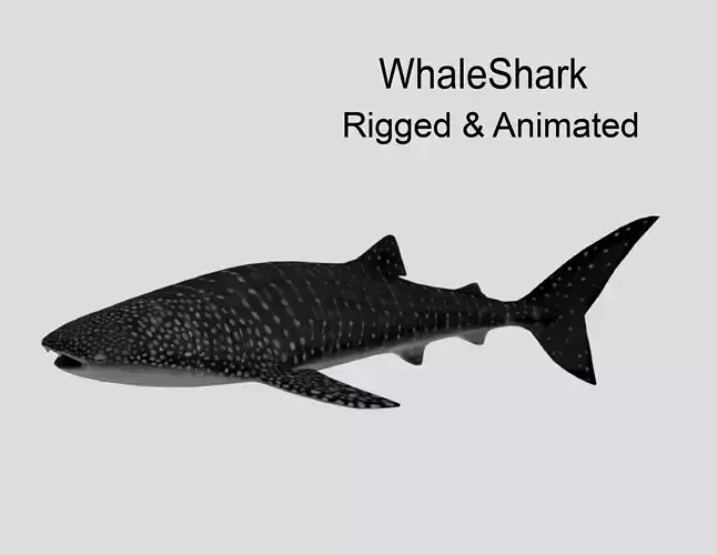 WhaleShark Realistic Animated