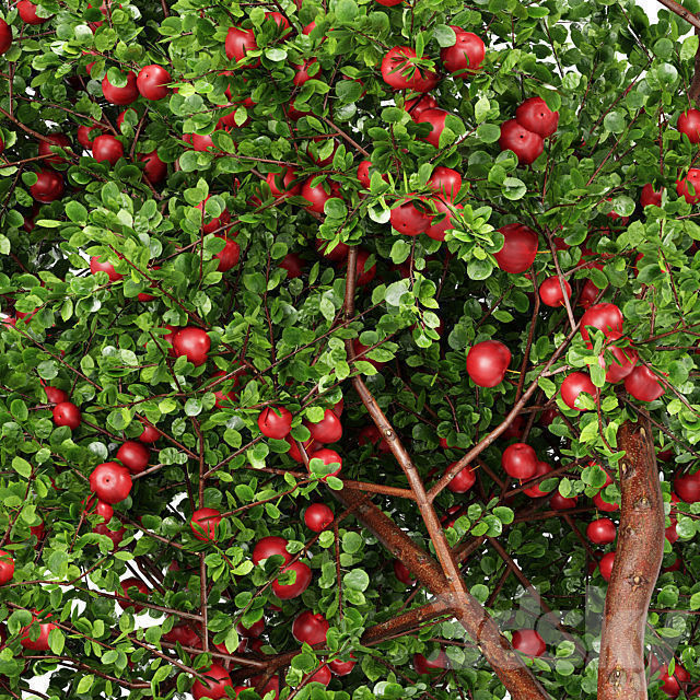 10 Different SETS Of Fruit Tree SET VOL09 3D Model Collection_10