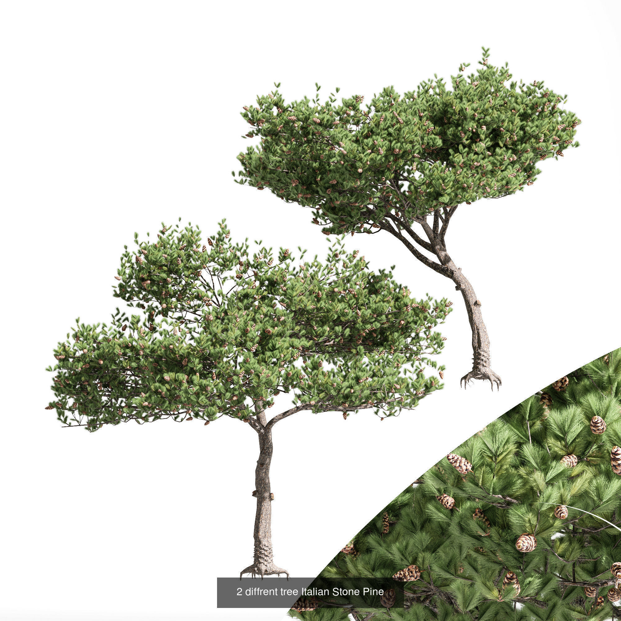 10 Different SETS Of Fruit Tree SET VOL09 3D Model Collection_8