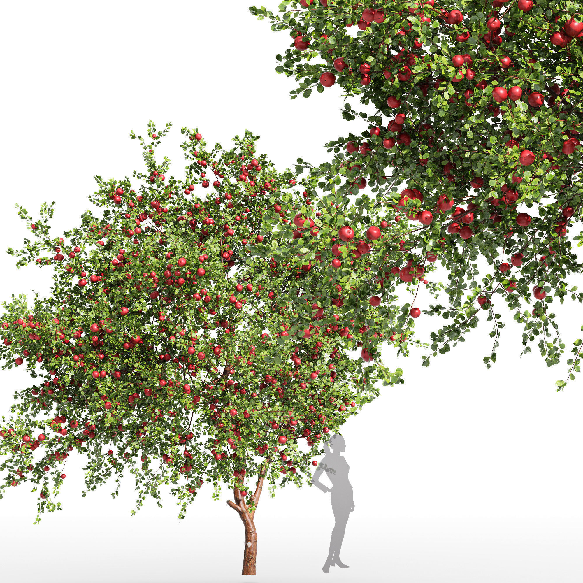 10 Different SETS Of Fruit Tree SET VOL09 3D Model Collection_15