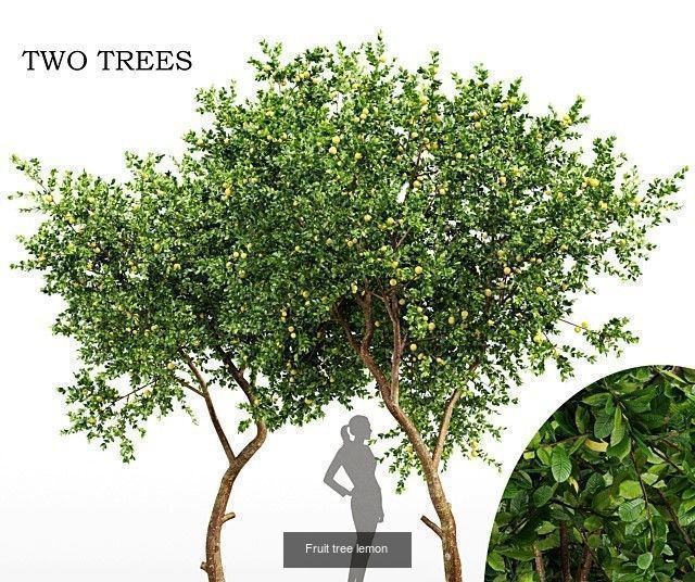 10 Different SETS Of Fruit Tree SET VOL09 3D Model Collection_2
