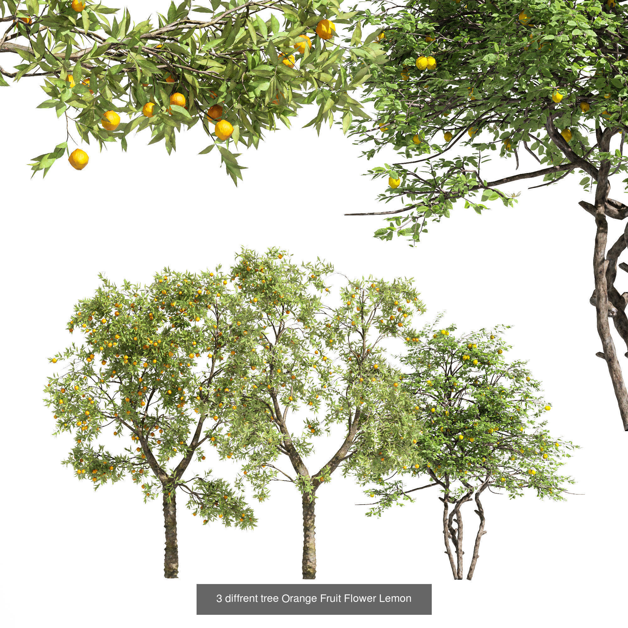 10 Different SETS Of Fruit Tree SET VOL09 3D Model Collection_9