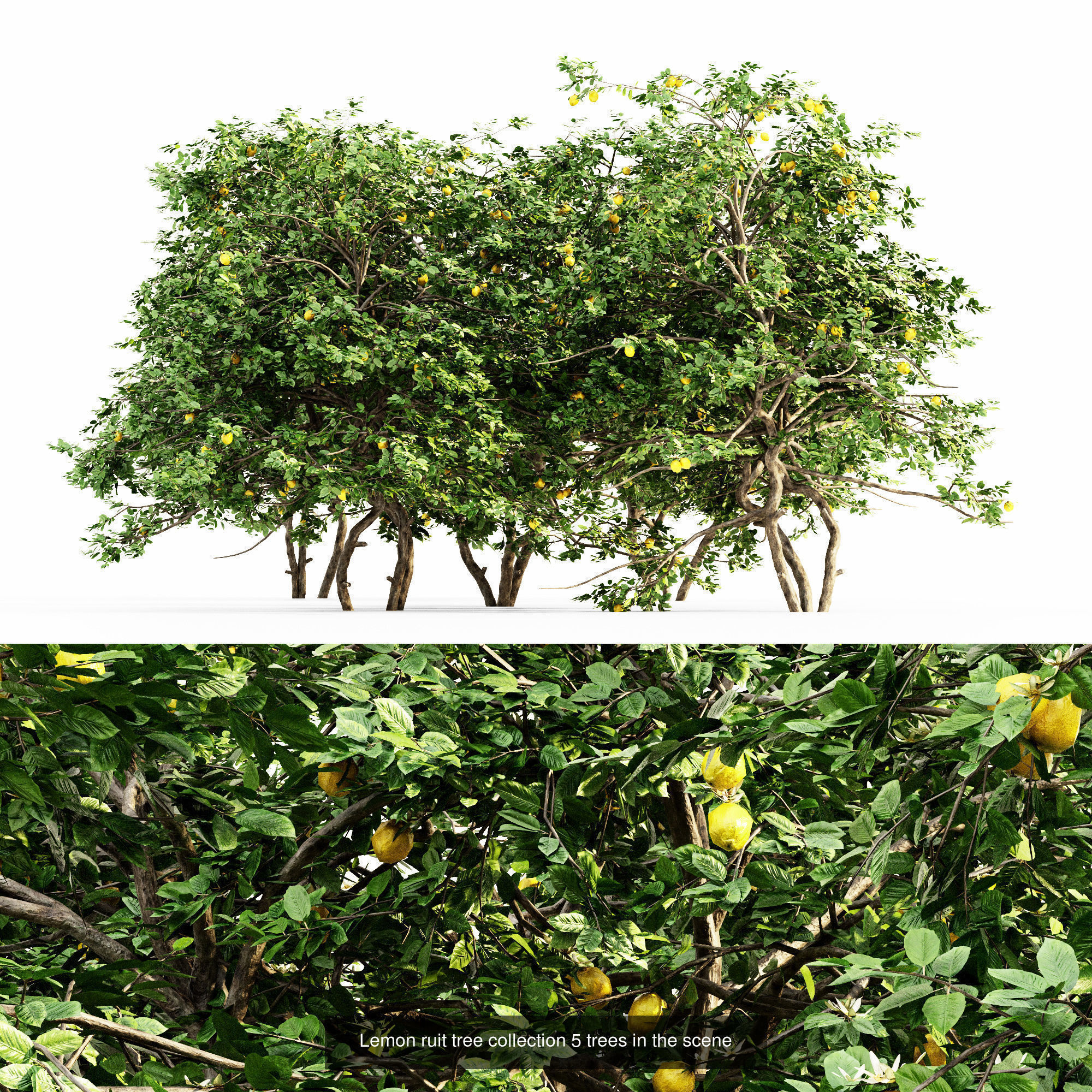 10 Different SETS Of Fruit Tree SET VOL09 3D Model Collection_1