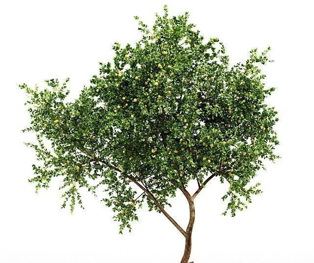 10 Different SETS Of Fruit Tree SET VOL09 3D Model Collection_13