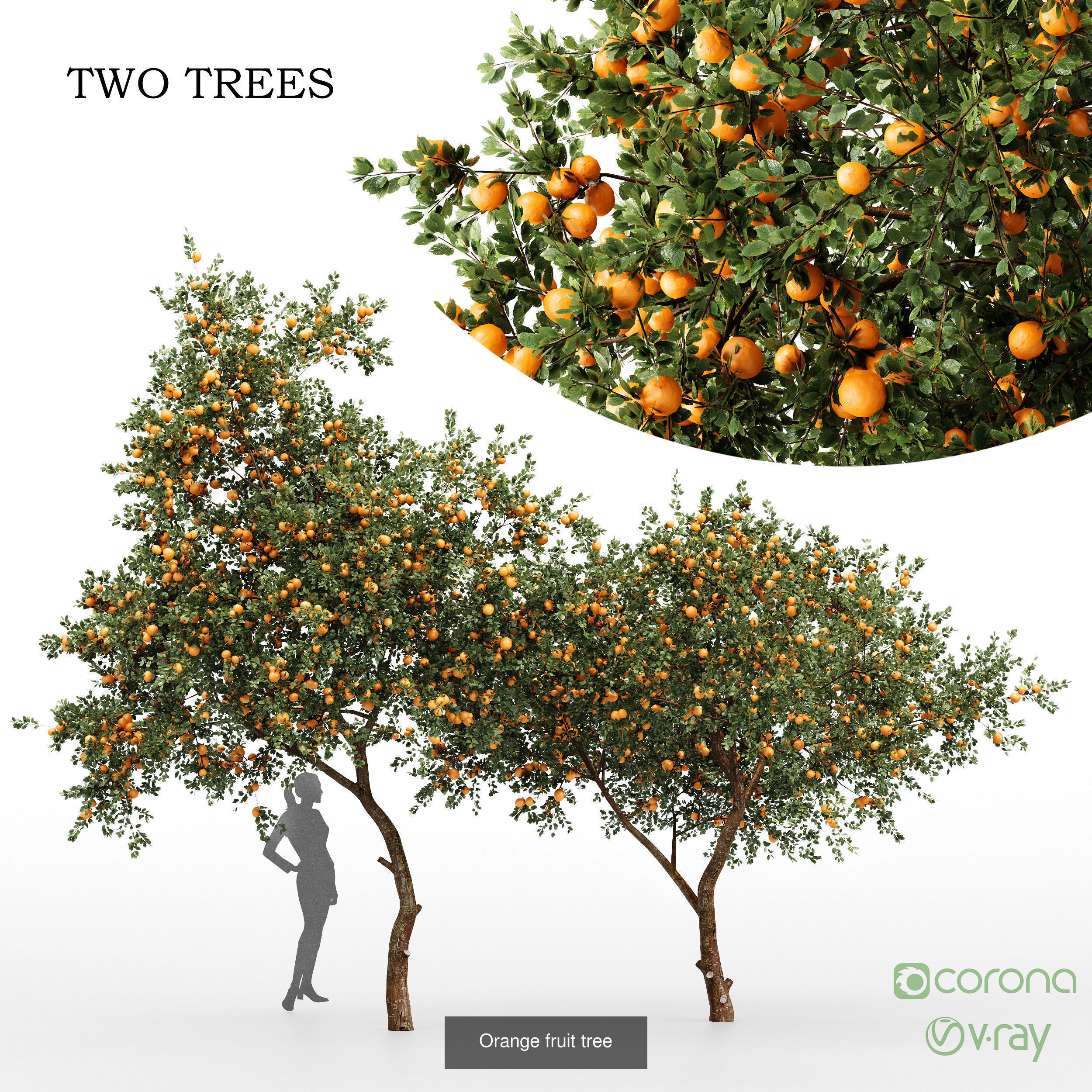 10 Different SETS Of Fruit Tree SET VOL09 3D Model Collection_3
