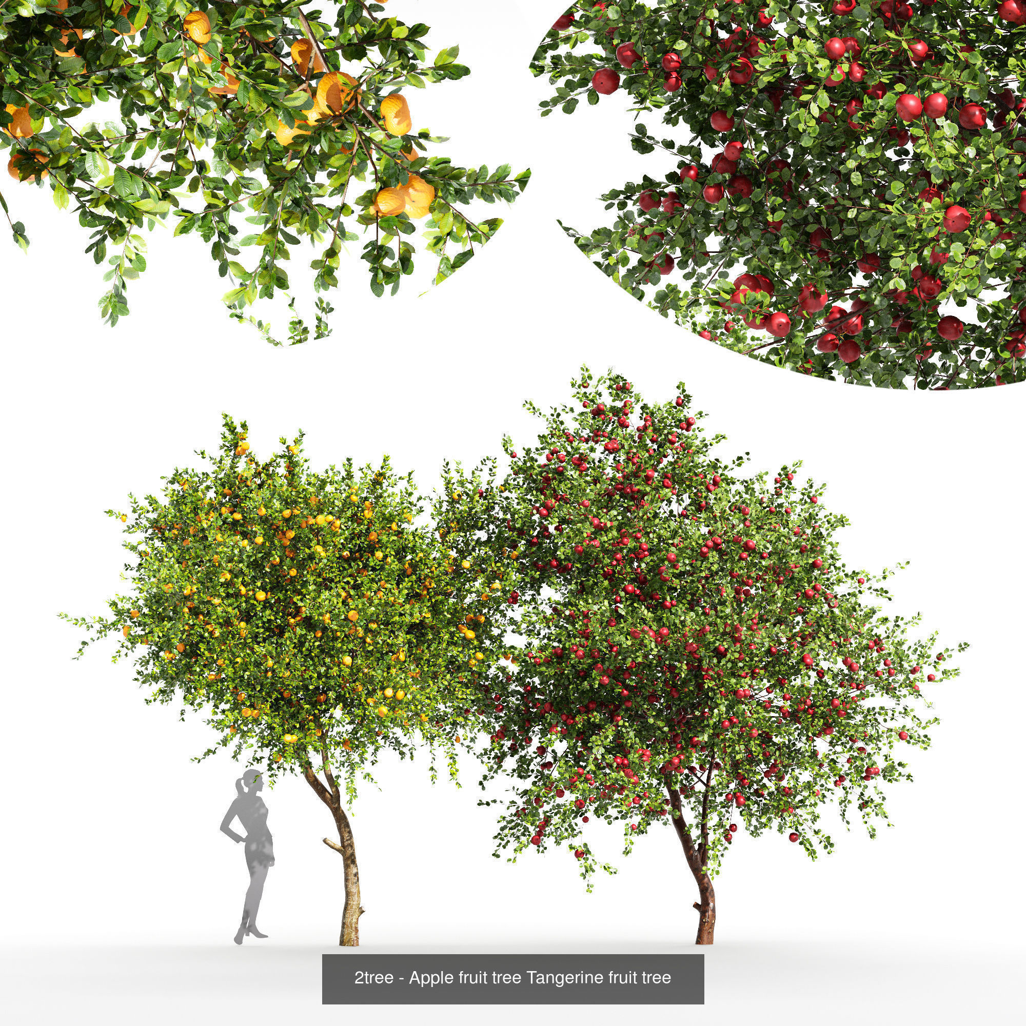 10 Different SETS Of Fruit Tree SET VOL09 3D Model Collection_7