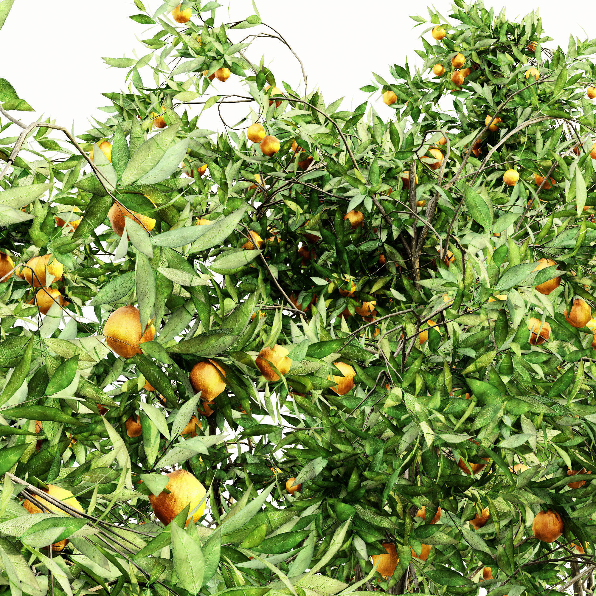 10 Different SETS Of Fruit Tree SET VOL09 3D Model Collection_17