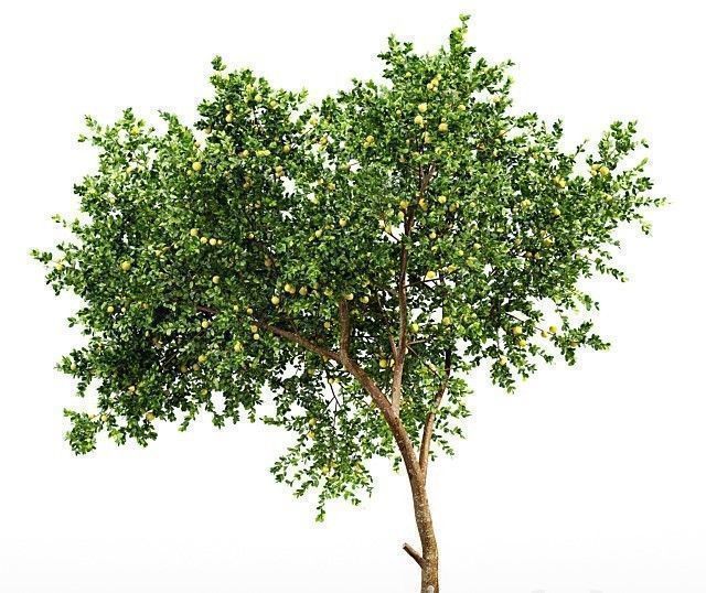 10 Different SETS Of Fruit Tree SET VOL09 3D Model Collection_12