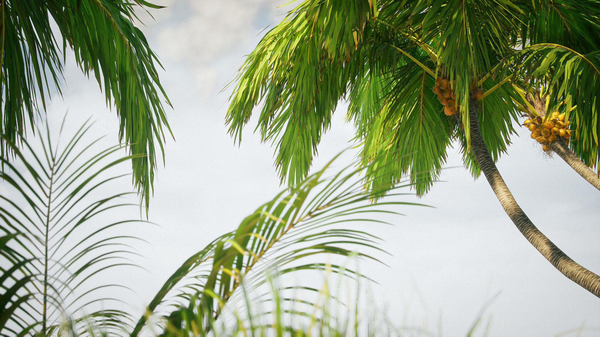 Tropical Island  pack Low-poly 3D model_4