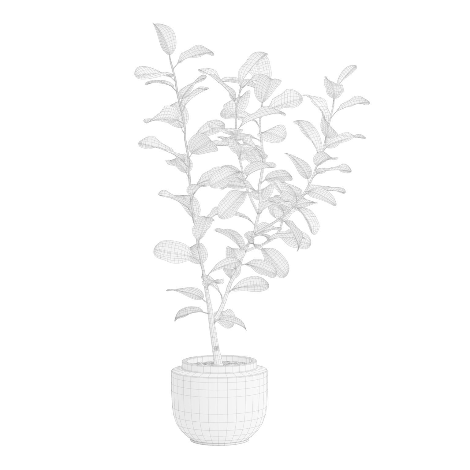 Ficuses Pack 3D model_7