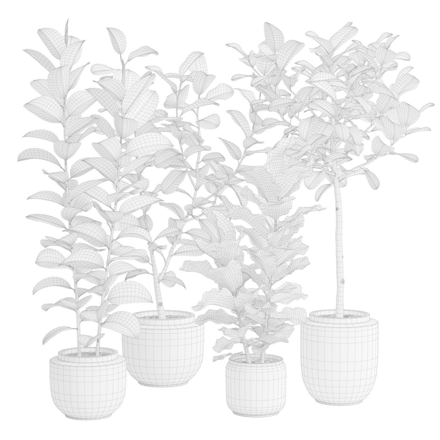 Ficuses Pack 3D model_2