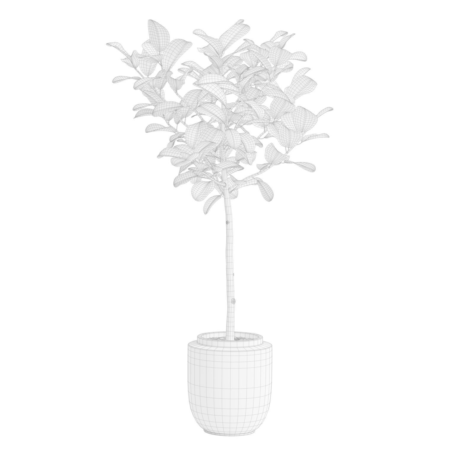 Ficuses Pack 3D model_10