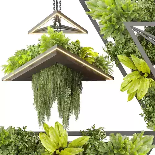  Collection plant vol 517 - chandelier - ampelous