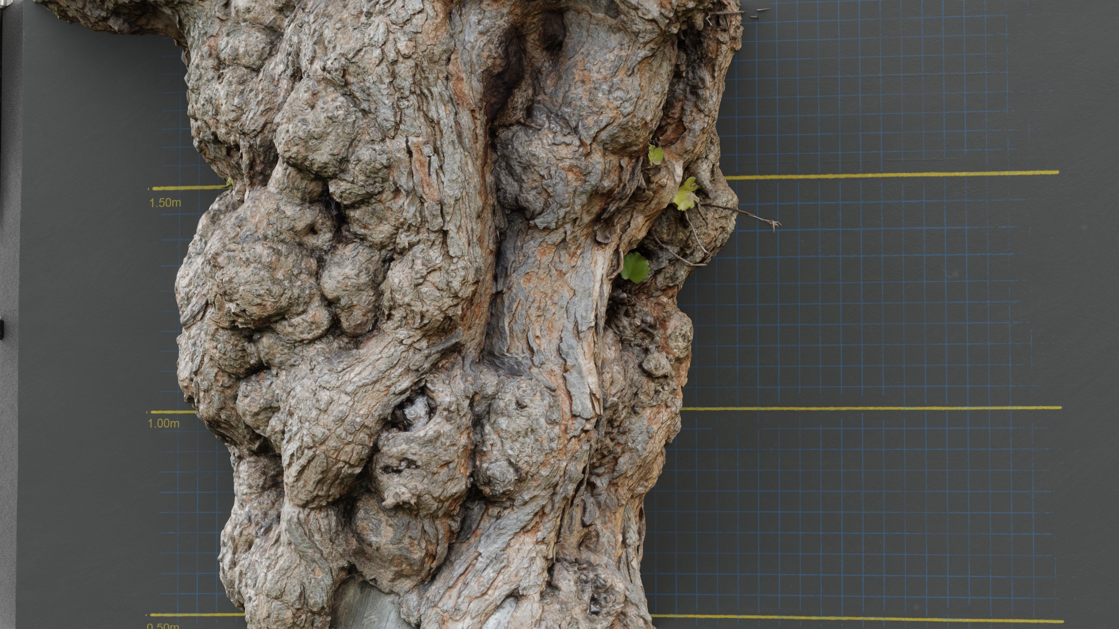 Photogrammetry Model of a Mulberry Tree Low-poly 3D model_3
