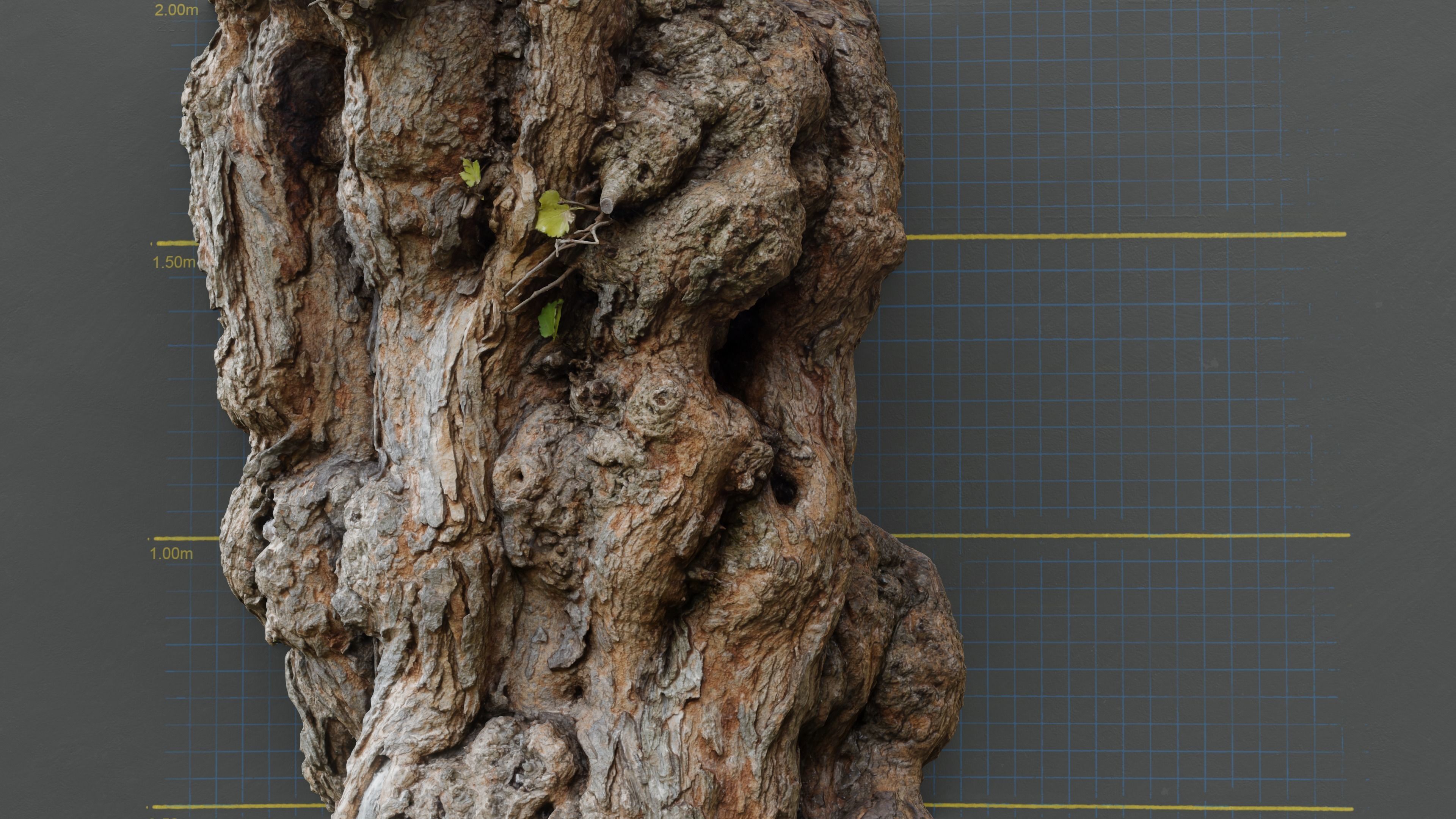 Photogrammetry Model of a Mulberry Tree Low-poly 3D model_4