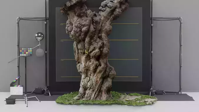 Photogrammetry Model of a Mulberry Tree