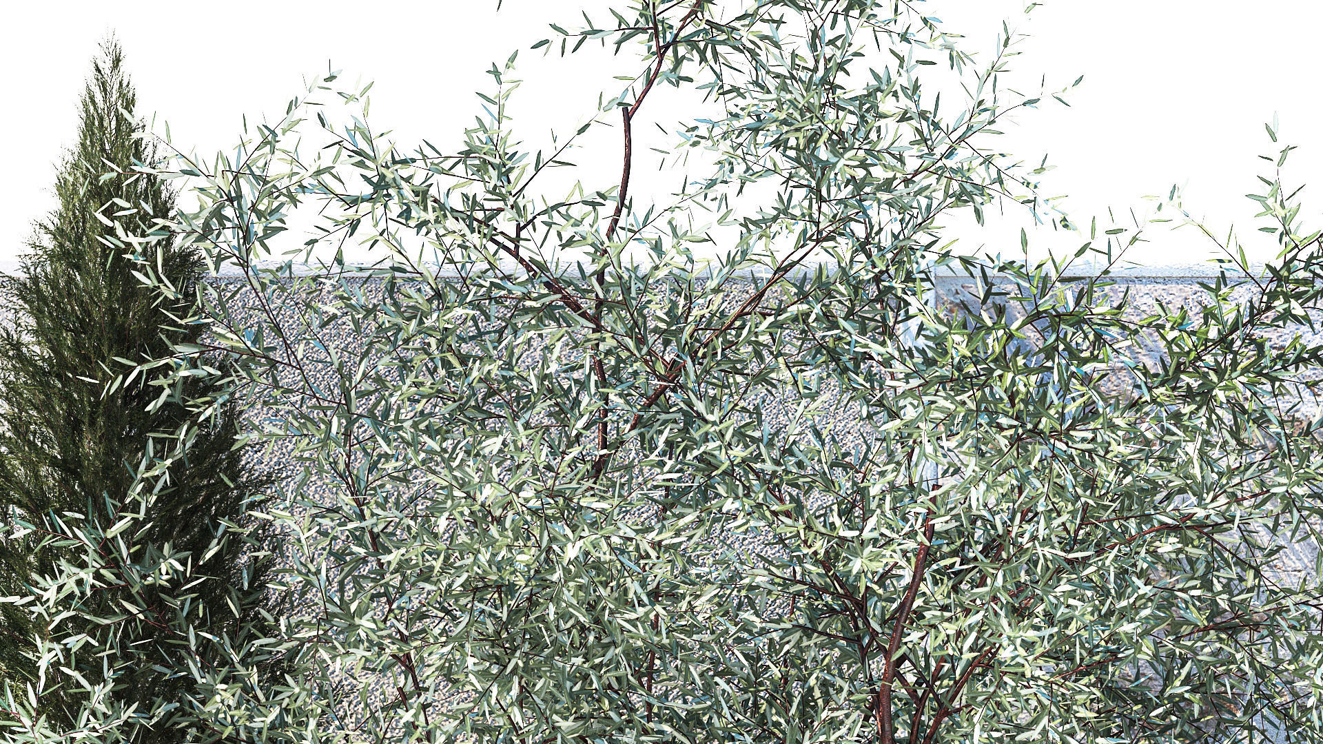 Garden with thuja cypress olive pine and bushes 1378 3D model_5