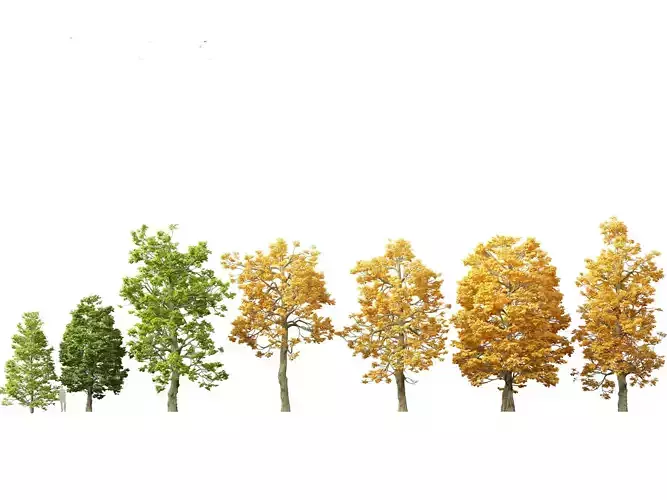 Tilia cordata -  littleleaf linden 3D model