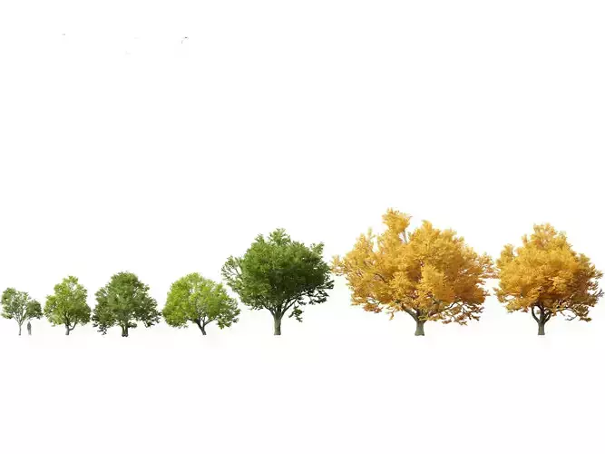 Tilia tomentosa -  Silver linden