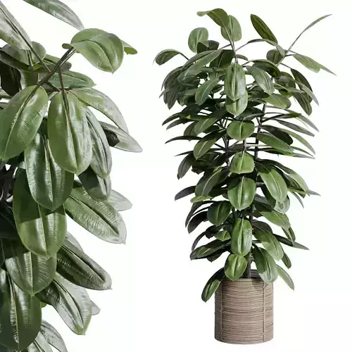 Indoor plant 407 plant ficus rubbery tree