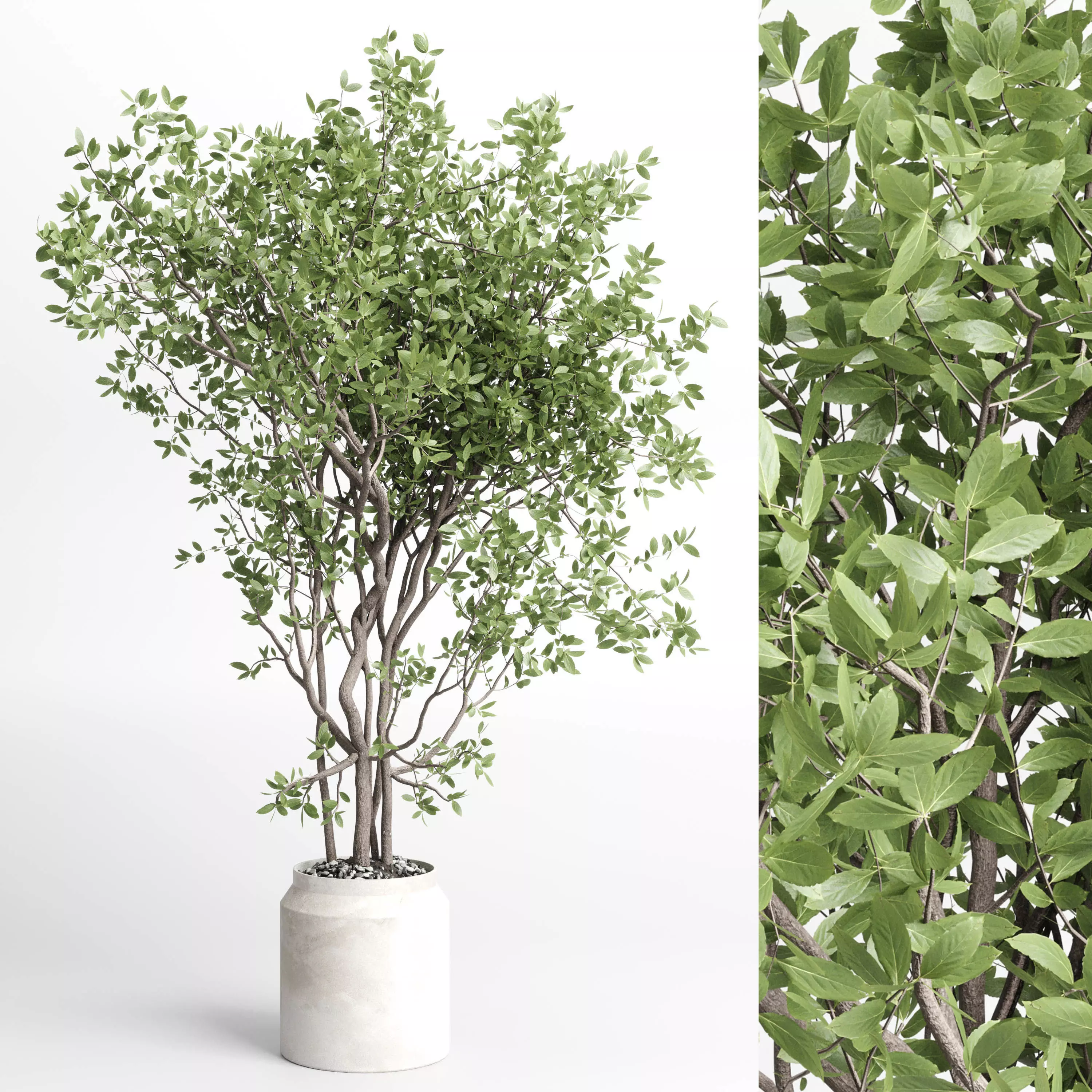 Indoor plant 406 concrete dirt vase plant tree pot Low-poly 3D model_0