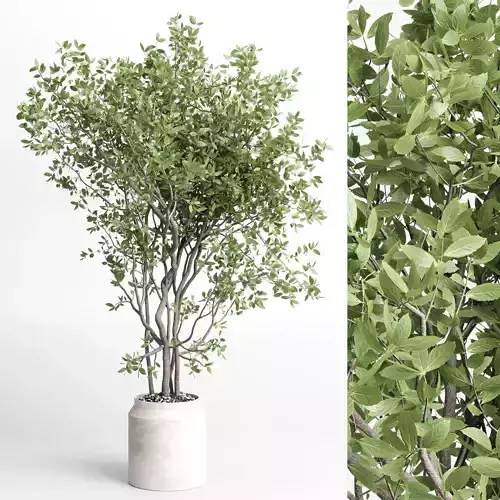 Indoor plant 406 concrete dirt vase plant tree pot Low-poly 3D model