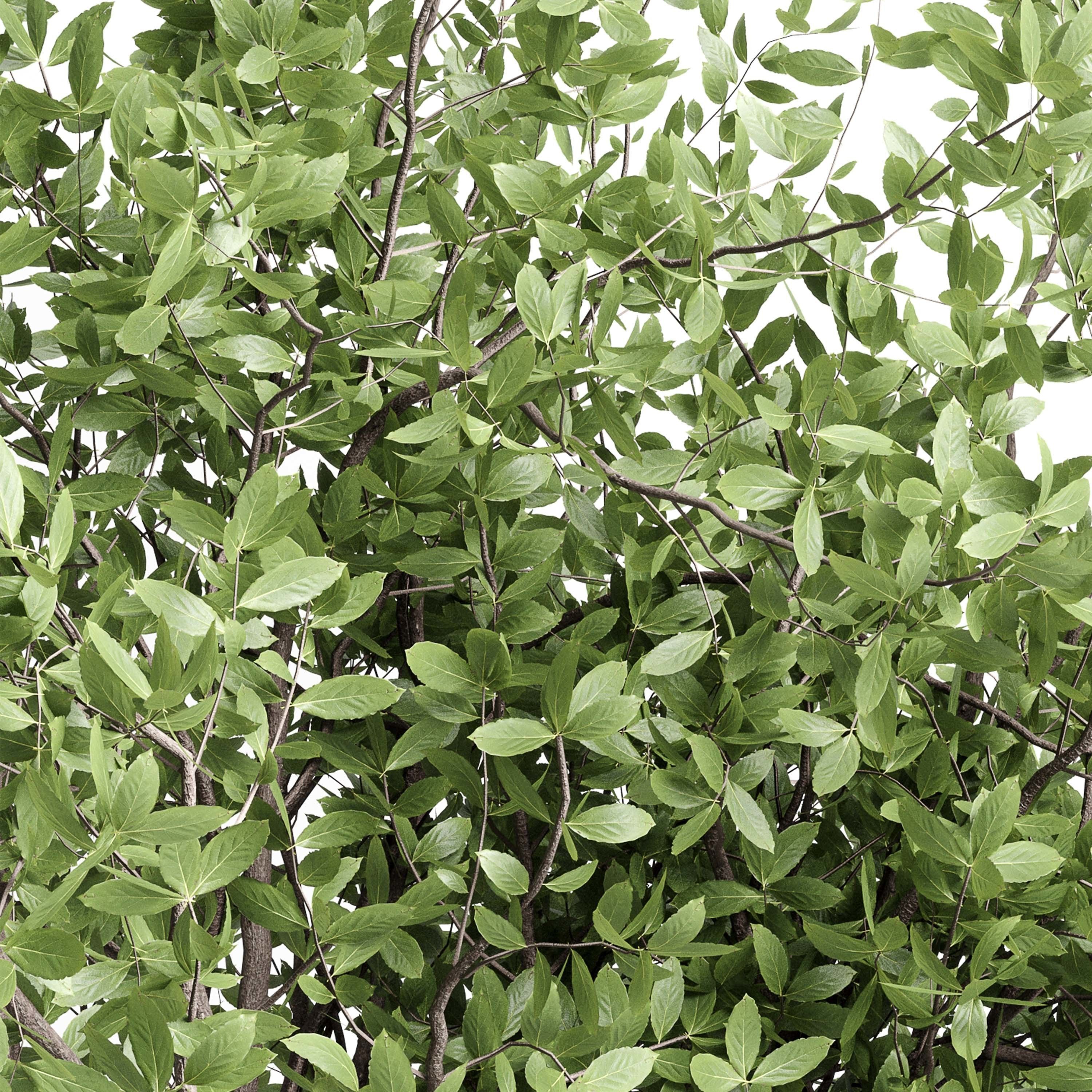 Indoor plant 406 concrete dirt vase plant tree pot Low-poly 3D model_3