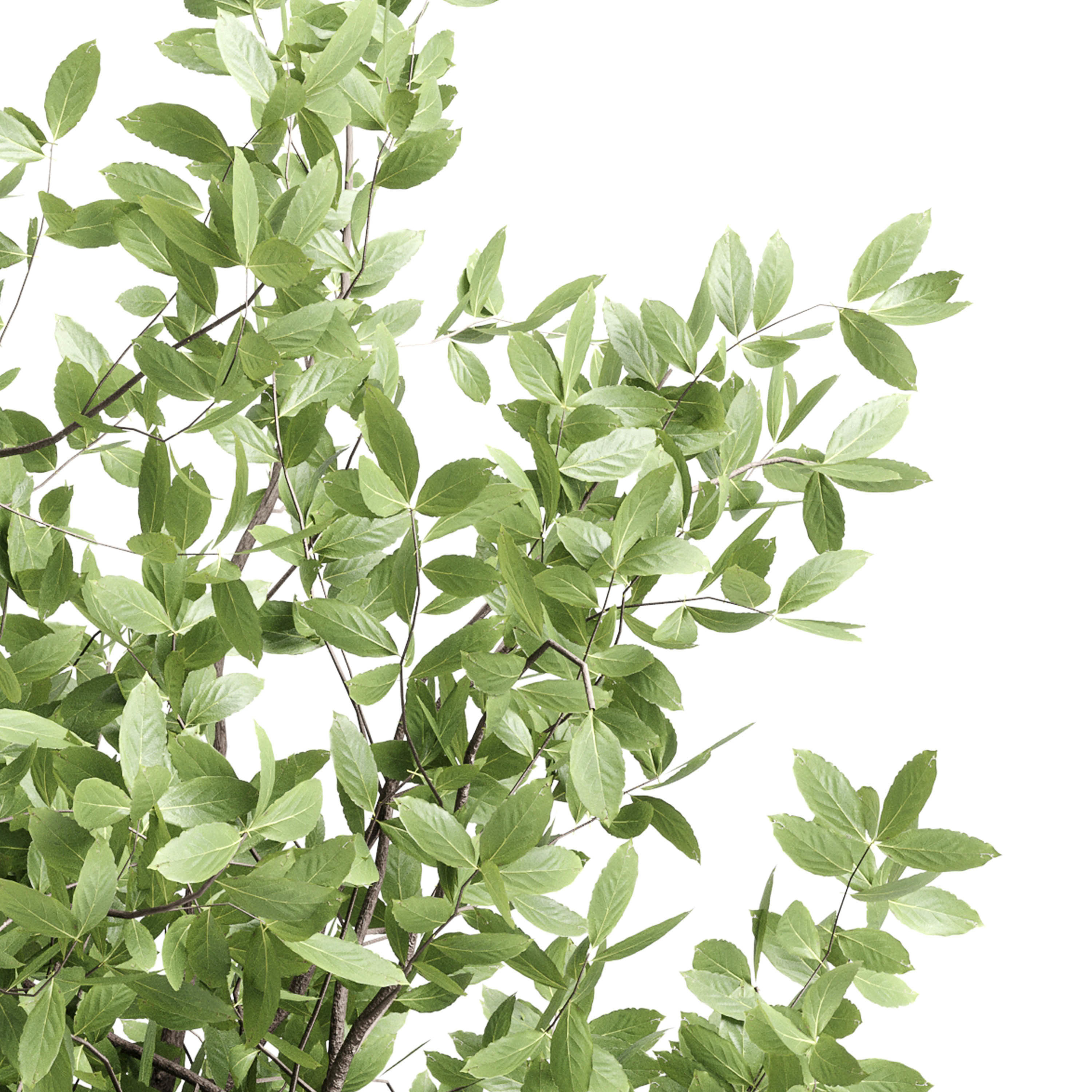 Indoor plant 406 concrete dirt vase plant tree pot Low-poly 3D model_4