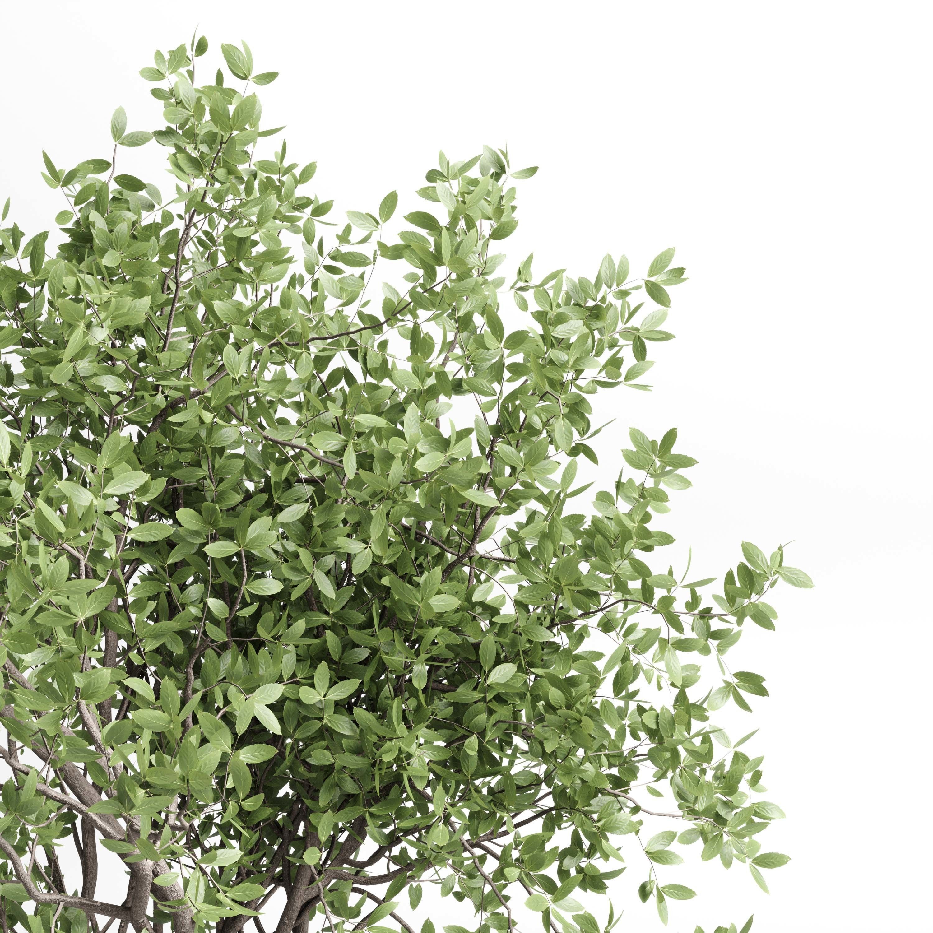 Indoor plant 406 concrete dirt vase plant tree pot Low-poly 3D model_2