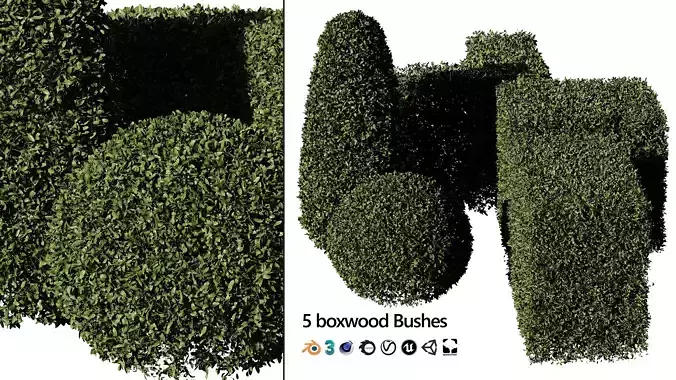 5 Boxwood hedge bushes 3D model