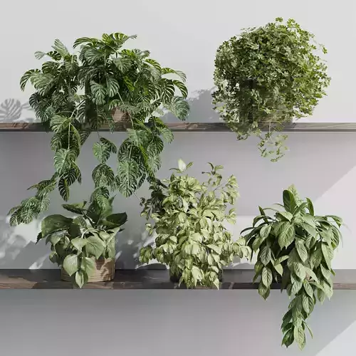 wall plant - set Indoor plant 408 plants on shelf Low-poly 3D model
