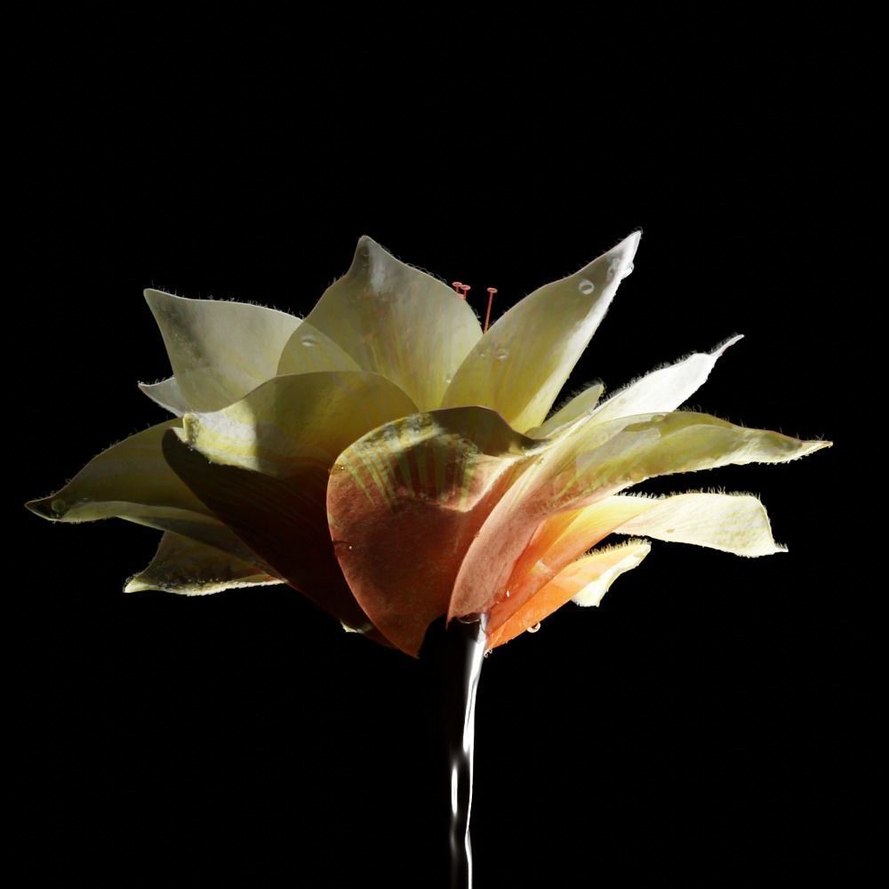 Unique Flower 09 3D model_1