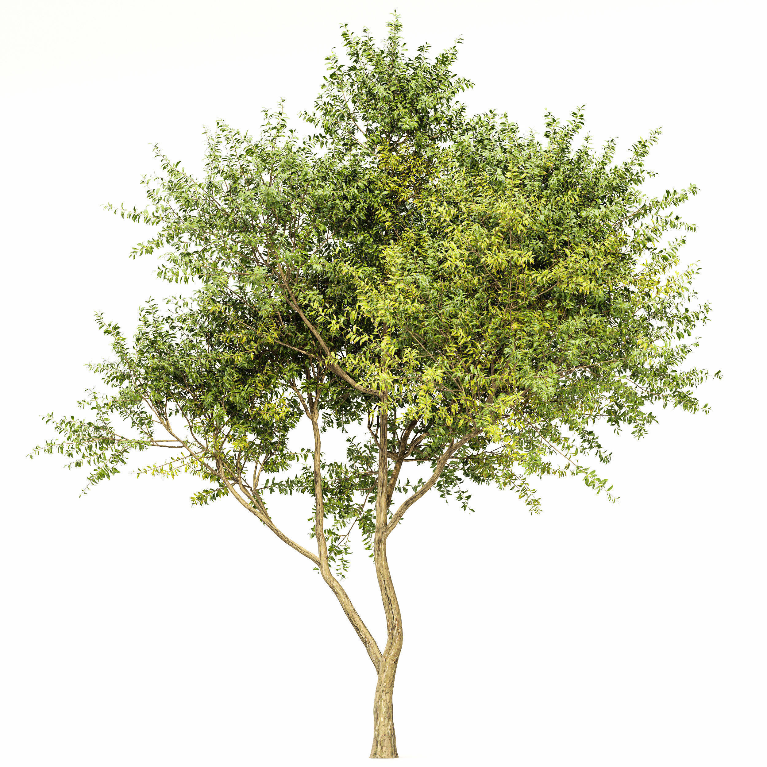 8 Different SETS Of Trees SET VOL10 3D Model Collection_22