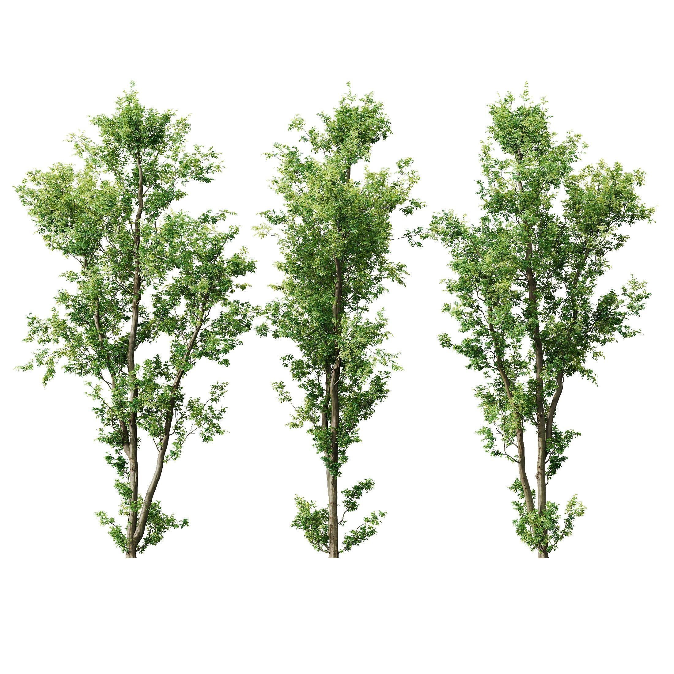 8 Different SETS Of Trees SET VOL10 3D Model Collection_13