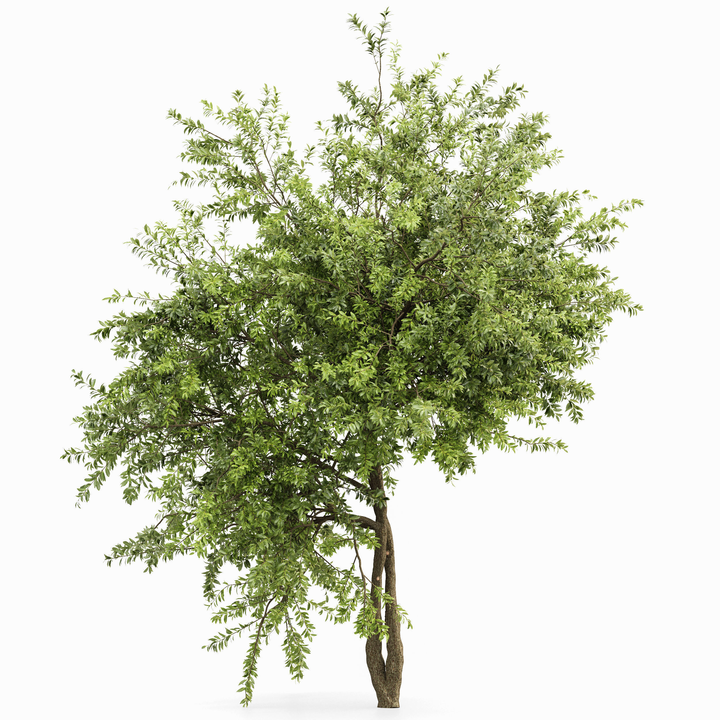 8 Different SETS Of Trees SET VOL10 3D Model Collection_21