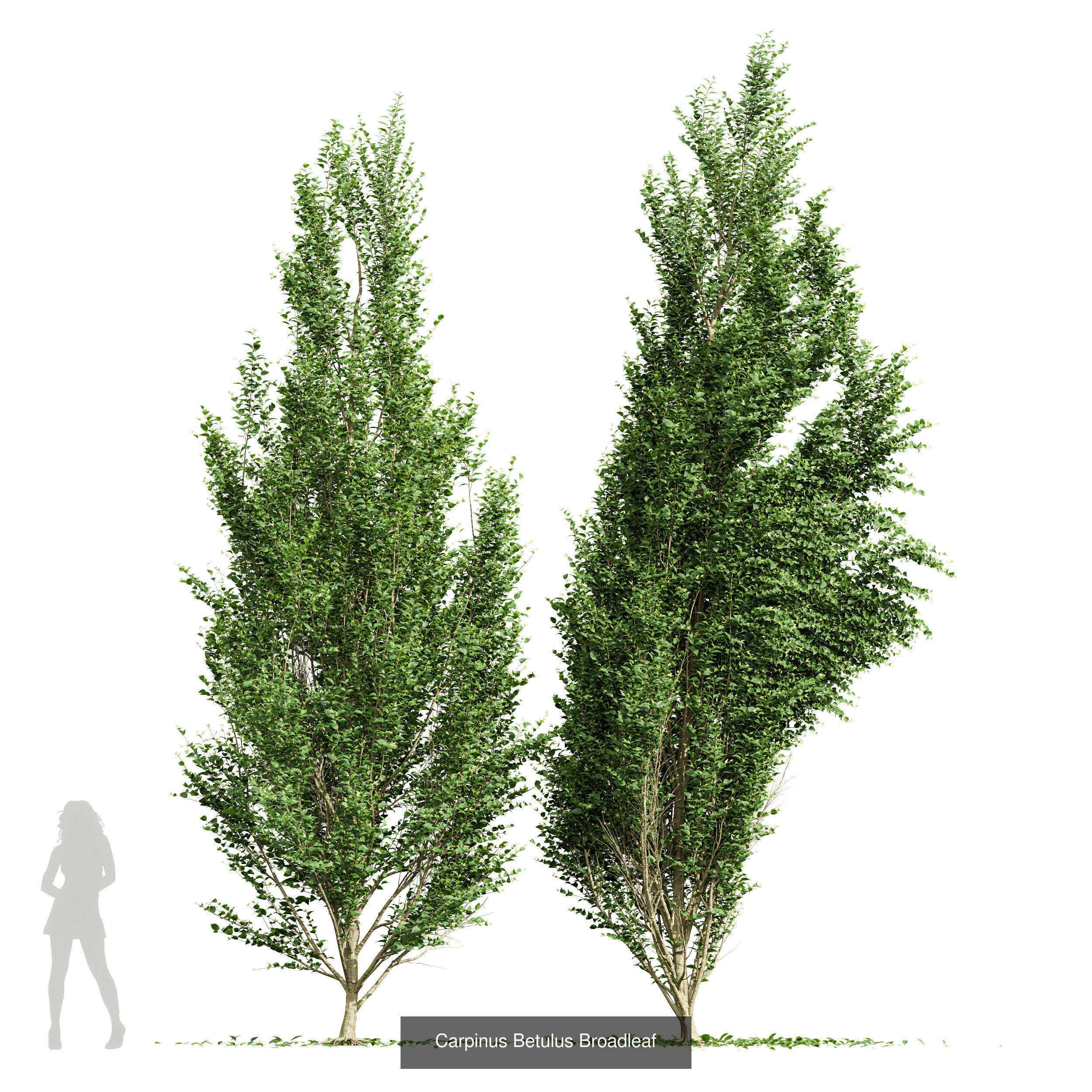 8 Different SETS Of Trees SET VOL10 3D Model Collection_6